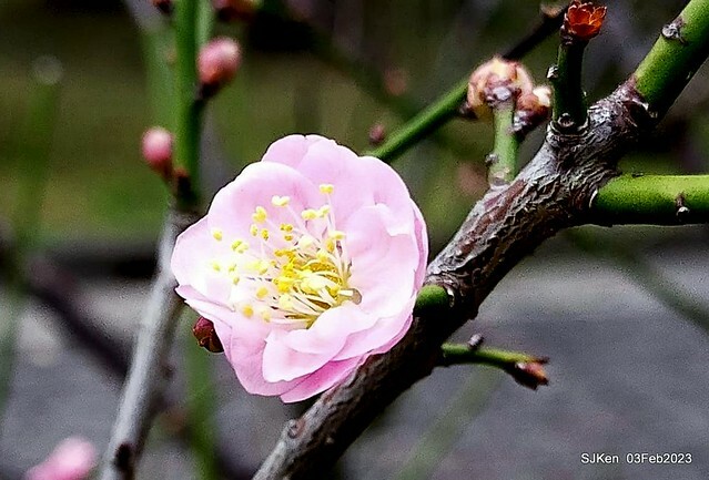 「中正紀念堂賞宮粉梅」 ( Flowering Apricots at CKS Memorial Hall), SJKen, Taipei, Taiwan, Feb 3. 2023 )