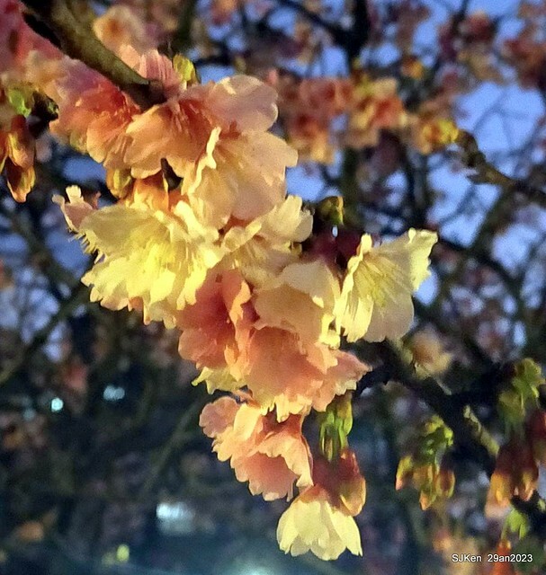 「2023內湖樂活公園賞夜櫻」(Cherryblossoms night scenery at Ne-hu park, Taipei, Taiwan, SJKen, Jan 29, 2023.