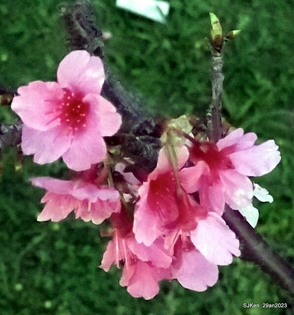 「2023內湖樂活公園賞夜櫻」(Cherryblossoms night scenery at Ne-hu park, Taipei, Taiwan, SJKen, Jan 29, 2023.