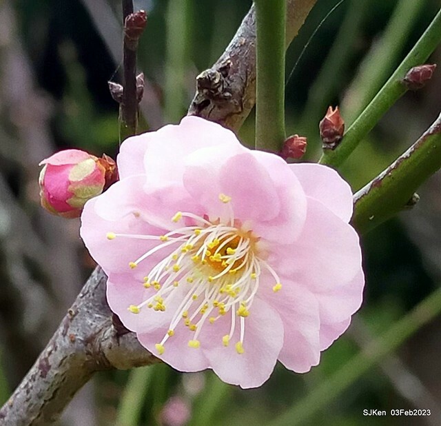 「中正紀念堂賞宮粉梅」 ( Flowering Apricots at CKS Memorial Hall), SJKen, Taipei, Taiwan, Feb 3. 2023 )