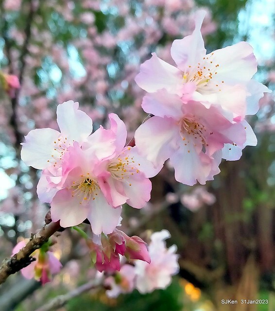 國父紀念館賞河津櫻(Prunus lannesiana cv. Kawazu-zakura at Sun Yat-Sen Memorial Hall), Taipei , Taiwan, SJKen, Jan 31, 2023.