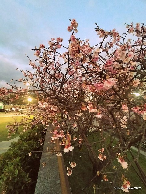 「2023內湖樂活公園賞夜櫻」(Cherryblossoms night scenery at Ne-hu park, Taipei, Taiwan, SJKen, Jan 29, 2023.