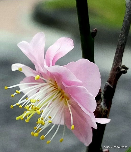 「中正紀念堂賞宮粉梅」 ( Flowering Apricots at CKS Memorial Hall), SJKen, Taipei, Taiwan, Feb 3. 2023 )