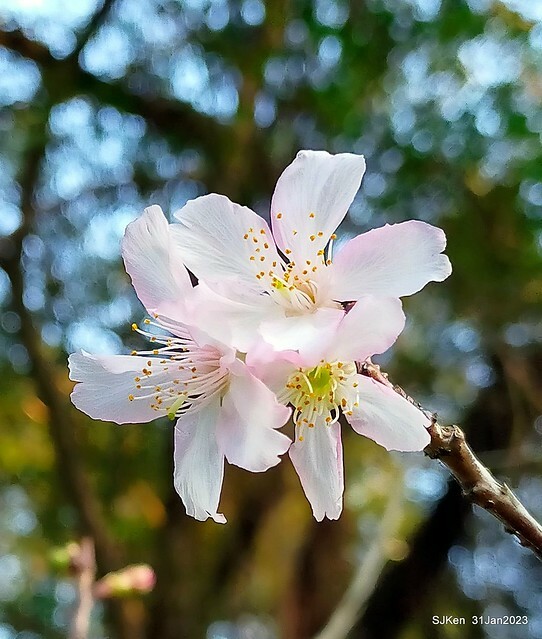 國父紀念館賞河津櫻(Prunus lannesiana cv. Kawazu-zakura at Sun Yat-Sen Memorial Hall), Taipei , Taiwan, SJKen, Jan 31, 2023.