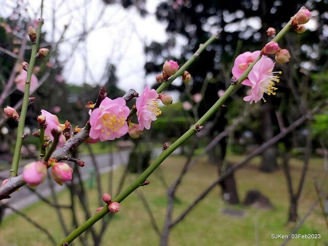 「中正紀念堂賞宮粉梅」 ( Flowering Apricots at CKS Memorial Hall), SJKen, Taipei, Taiwan, Feb 3. 2023 )