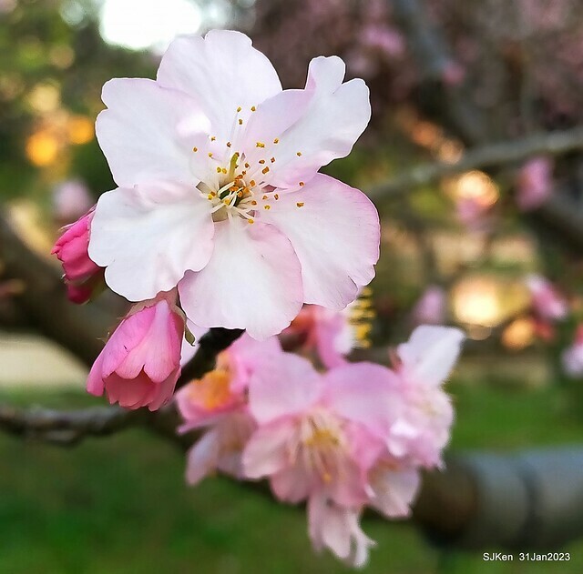 國父紀念館賞河津櫻(Prunus lannesiana cv. Kawazu-zakura at Sun Yat-Sen Memorial Hall), Taipei , Taiwan, SJKen, Jan 31, 2023.