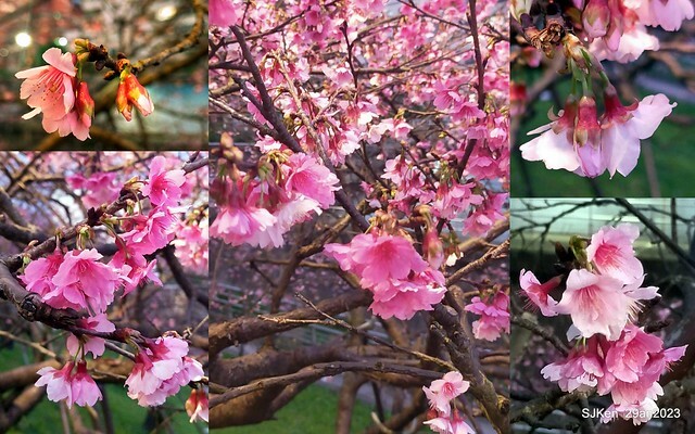 「2023內湖樂活公園賞夜櫻」(Cherryblossoms night scenery at Ne-hu park, Taipei, Taiwan, SJKen, Jan 29, 2023.