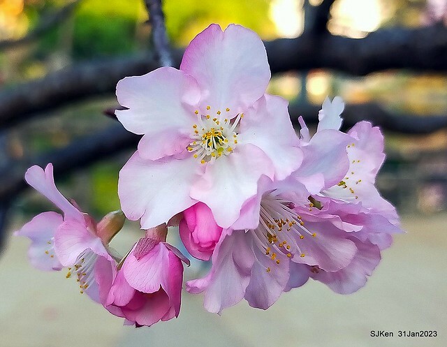 國父紀念館賞河津櫻(Prunus lannesiana cv. Kawazu-zakura at Sun Yat-Sen Memorial Hall), Taipei , Taiwan, SJKen, Jan 31, 2023.
