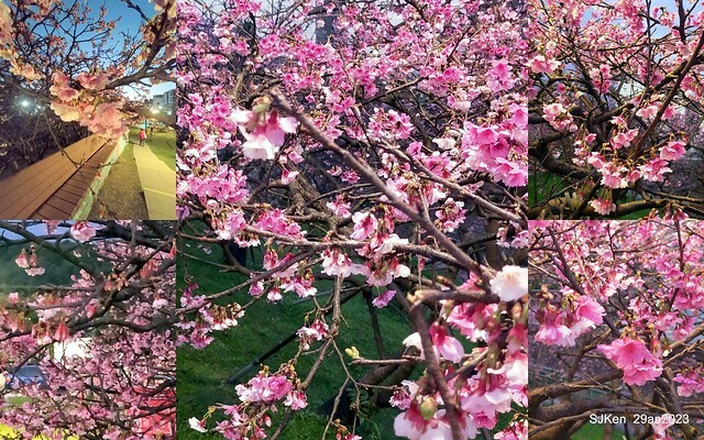 「2023內湖樂活公園賞夜櫻」(Cherryblossoms night scenery at Ne-hu park, Taipei, Taiwan, SJKen, Jan 29, 2023.