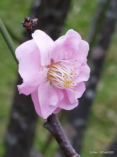 「中正紀念堂賞宮粉梅」 ( Flowering Apricots at CKS Memorial Hall), SJKen, Taipei, Taiwan, Feb 3. 2023 )