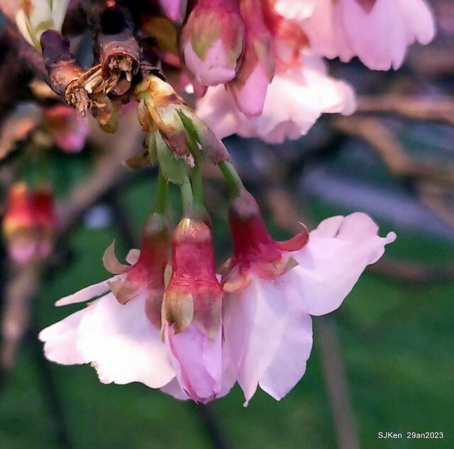 「2023內湖樂活公園賞夜櫻」(Cherryblossoms night scenery at Ne-hu park, Taipei, Taiwan, SJKen, Jan 29, 2023.