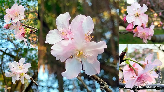 國父紀念館賞河津櫻(Prunus lannesiana cv. Kawazu-zakura at Sun Yat-Sen Memorial Hall), Taipei , Taiwan, SJKen, Jan 31, 2023.