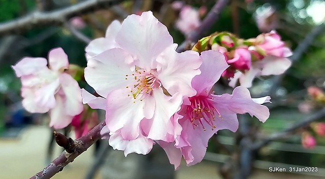 國父紀念館賞河津櫻(Prunus lannesiana cv. Kawazu-zakura at Sun Yat-Sen Memorial Hall), Taipei , Taiwan, SJKen, Jan 31, 2023.