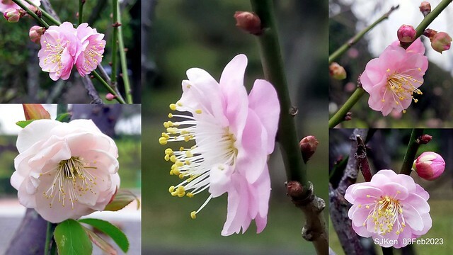 「中正紀念堂賞宮粉梅」 ( Flowering Apricots at CKS Memorial Hall), SJKen, Taipei, Taiwan, Feb 3. 2023 )
