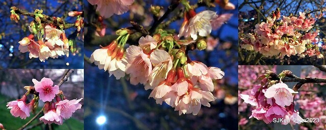 「2023內湖樂活公園賞夜櫻」(Cherryblossoms night scenery at Ne-hu park, Taipei, Taiwan, SJKen, Jan 29, 2023.