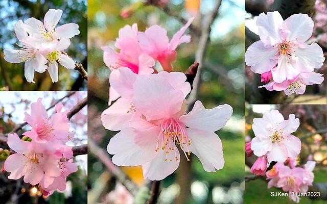 國父紀念館賞河津櫻(Prunus lannesiana cv. Kawazu-zakura at Sun Yat-Sen Memorial Hall), Taipei , Taiwan, SJKen, Jan 31, 2023.