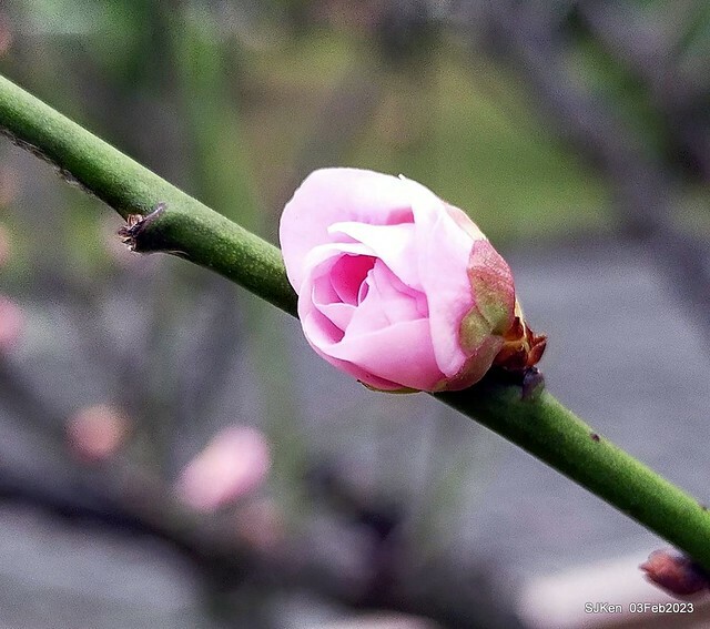 「中正紀念堂賞宮粉梅」 ( Flowering Apricots at CKS Memorial Hall), SJKen, Taipei, Taiwan, Feb 3. 2023 )