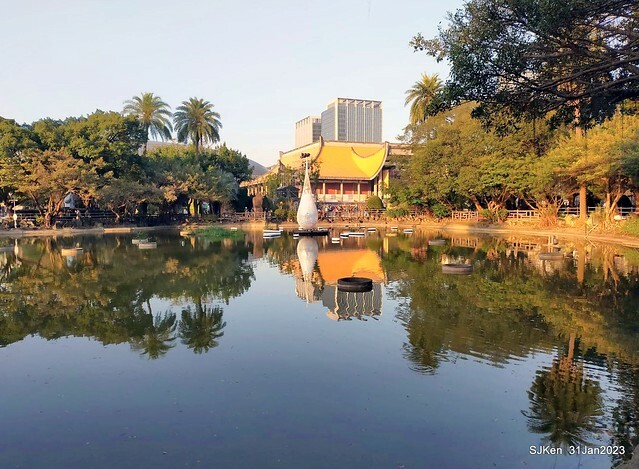 國父紀念館賞河津櫻(Prunus lannesiana cv. Kawazu-zakura at Sun Yat-Sen Memorial Hall), Taipei , Taiwan, SJKen, Jan 31, 2023.