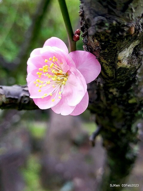 「中正紀念堂賞宮粉梅」 ( Flowering Apricots at CKS Memorial Hall), SJKen, Taipei, Taiwan, Feb 3. 2023 )