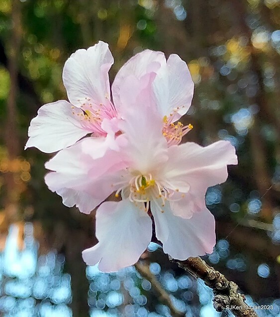 國父紀念館賞河津櫻(Prunus lannesiana cv. Kawazu-zakura at Sun Yat-Sen Memorial Hall), Taipei , Taiwan, SJKen, Jan 31, 2023.