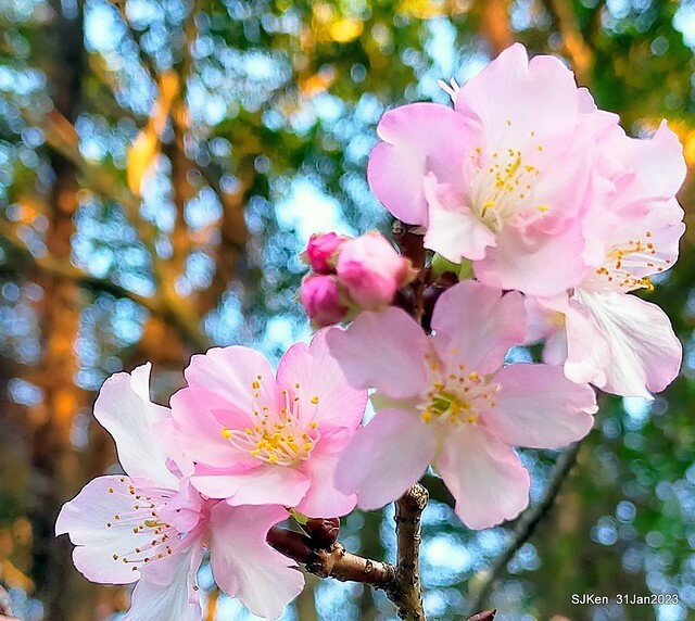 國父紀念館賞河津櫻(Prunus lannesiana cv. Kawazu-zakura at Sun Yat-Sen Memorial Hall), Taipei , Taiwan, SJKen, Jan 31, 2023.