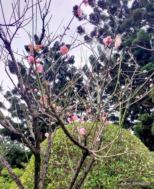 「中正紀念堂賞宮粉梅」 ( Flowering Apricots at CKS Memorial Hall), SJKen, Taipei, Taiwan, Feb 3. 2023 )