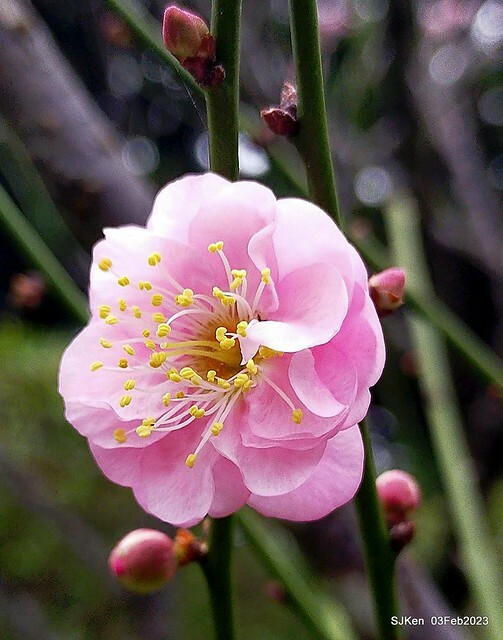 「中正紀念堂賞宮粉梅」 ( Flowering Apricots at CKS Memorial Hall), SJKen, Taipei, Taiwan, Feb 3. 2023 )