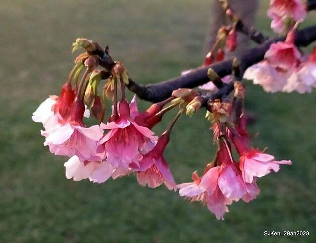 「2023內湖樂活公園賞夜櫻」(Cherryblossoms night scenery at Ne-hu park, Taipei, Taiwan, SJKen, Jan 29, 2023.