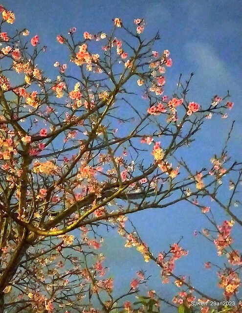 「2023內湖樂活公園賞夜櫻」(Cherryblossoms night scenery at Ne-hu park, Taipei, Taiwan, SJKen, Jan 29, 2023.