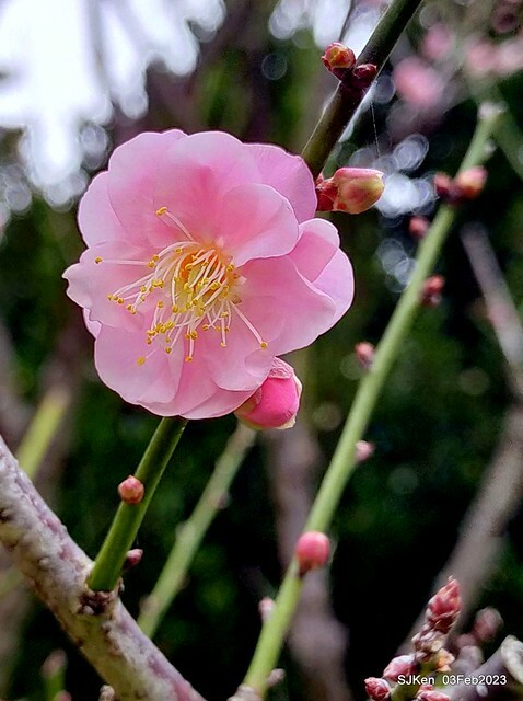 「中正紀念堂賞宮粉梅」 ( Flowering Apricots at CKS Memorial Hall), SJKen, Taipei, Taiwan, Feb 3. 2023 )
