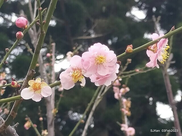 「中正紀念堂賞宮粉梅」 ( Flowering Apricots at CKS Memorial Hall), SJKen, Taipei, Taiwan, Feb 3. 2023 )