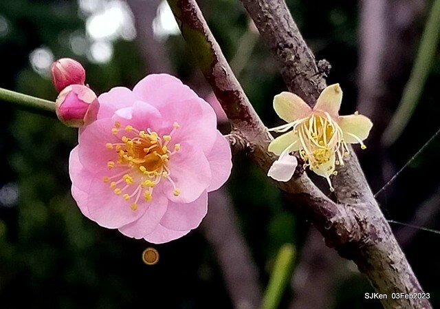 「中正紀念堂賞宮粉梅」 ( Flowering Apricots at CKS Memorial Hall), SJKen, Taipei, Taiwan, Feb 3. 2023 )