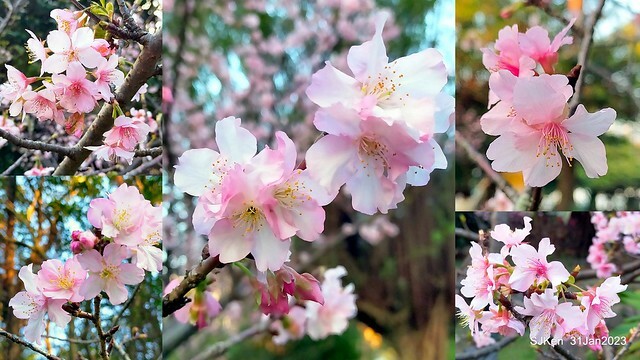 國父紀念館賞河津櫻(Prunus lannesiana cv. Kawazu-zakura at Sun Yat-Sen Memorial Hall), Taipei , Taiwan, SJKen, Jan 31, 2023.