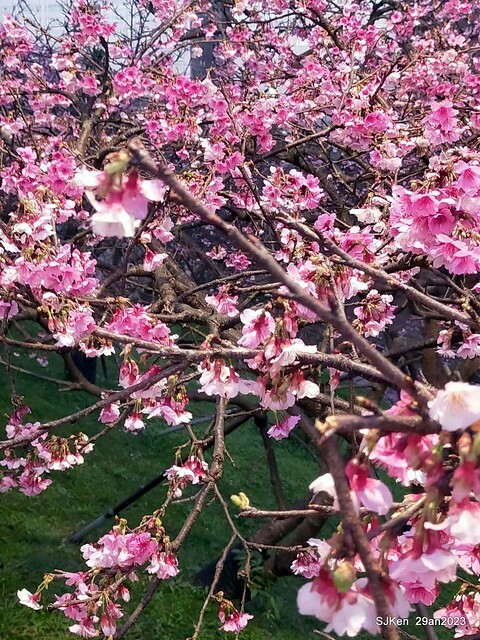 「2023內湖樂活公園賞夜櫻」(Cherryblossoms night scenery at Ne-hu park, Taipei, Taiwan, SJKen, Jan 29, 2023.
