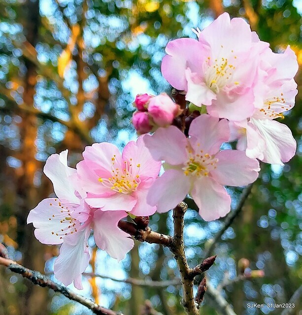 國父紀念館賞河津櫻(Prunus lannesiana cv. Kawazu-zakura at Sun Yat-Sen Memorial Hall), Taipei , Taiwan, SJKen, Jan 31, 2023.