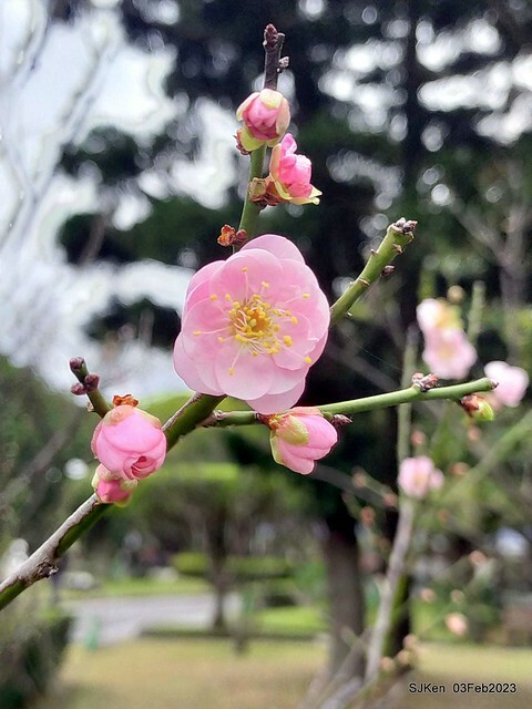 「中正紀念堂賞宮粉梅」 ( Flowering Apricots at CKS Memorial Hall), SJKen, Taipei, Taiwan, Feb 3. 2023 )
