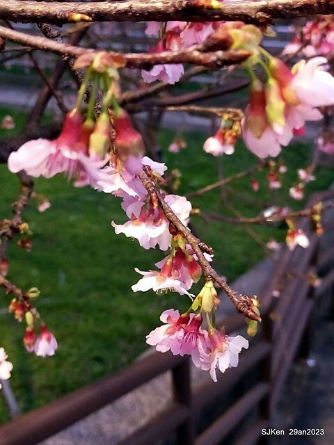「2023內湖樂活公園賞夜櫻」(Cherryblossoms night scenery at Ne-hu park, Taipei, Taiwan, SJKen, Jan 29, 2023.