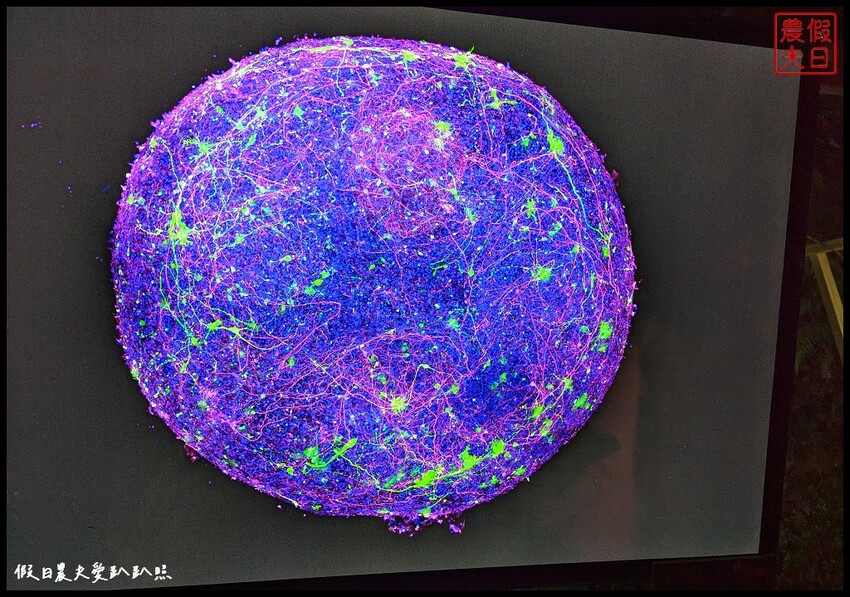 2023埔里森林逐燈祭|松果提燈探哲學之路秘境/最有山城特色的燈會 @假日農夫愛趴趴照