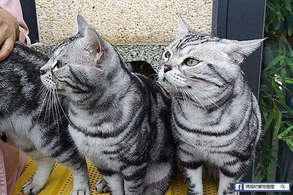 基隆一日遊行程推薦【北觀處掀風潮-聲漫數位藝術特展】湖海灣/情人湖/和平島地質公園-水路串聯遊基隆