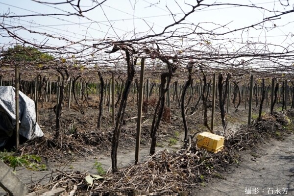 【彰化。旅遊】二林特色農業一日遊-拜訪釀酒葡萄與紅龍果的故鄉 - 鯨吞饞石