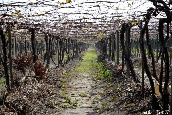 【彰化。旅遊】二林特色農業一日遊-拜訪釀酒葡萄與紅龍果的故鄉 - 鯨吞饞石