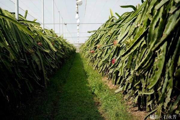 【彰化。旅遊】二林特色農業一日遊-拜訪釀酒葡萄與紅龍果的故鄉 - 鯨吞饞石