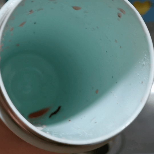 美心MASIONS Jadramic初心玉瓷雙飲真空保溫杯|環保同時讓生活多點優雅超美型時尚吸管雙飲環保杯推薦