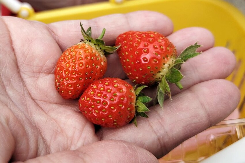 【台北內湖】東林草莓園．採草莓+果醬DIY+手繪鬆餅超促咪!