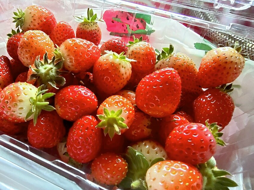 【台北內湖】東林草莓園．採草莓+果醬DIY+手繪鬆餅超促咪!