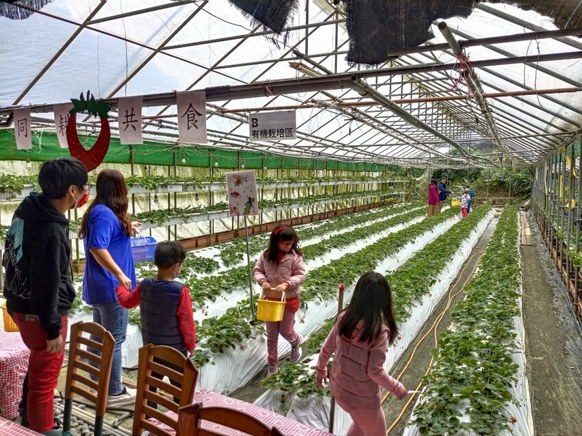 【台北內湖】東林草莓園．採草莓+果醬DIY+手繪鬆餅超促咪!