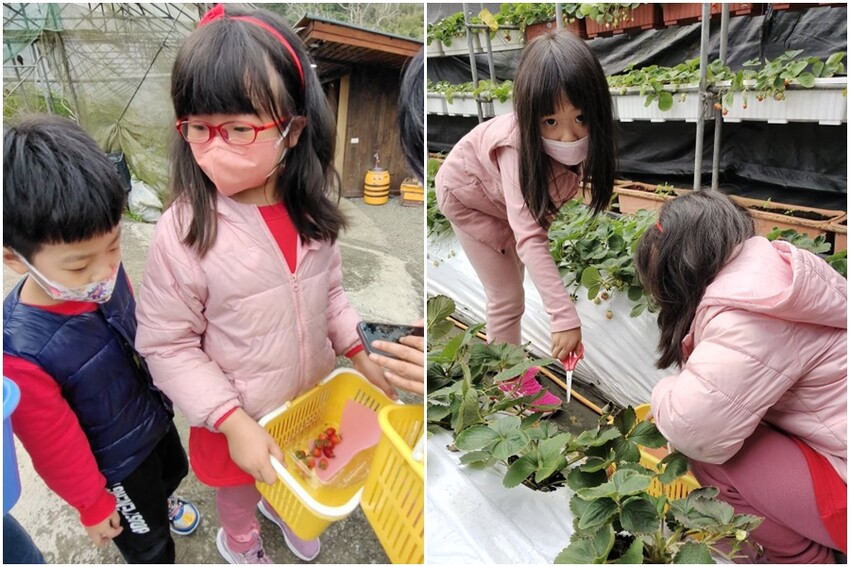 【台北內湖】東林草莓園．採草莓+果醬DIY+手繪鬆餅超促咪!