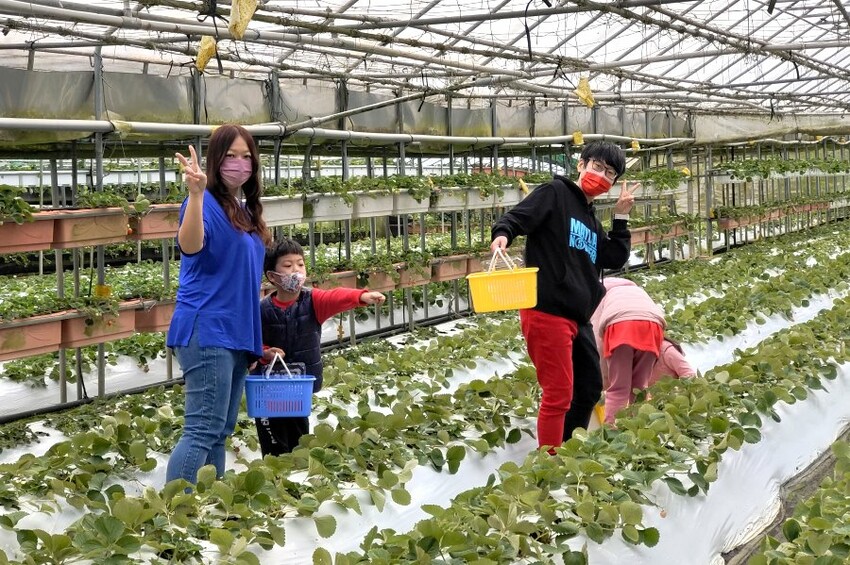 【台北內湖】東林草莓園．採草莓+果醬DIY+手繪鬆餅超促咪!