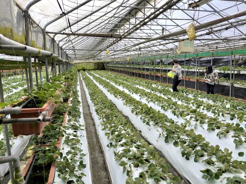 【台北內湖】東林草莓園．採草莓+果醬DIY+手繪鬆餅超促咪!