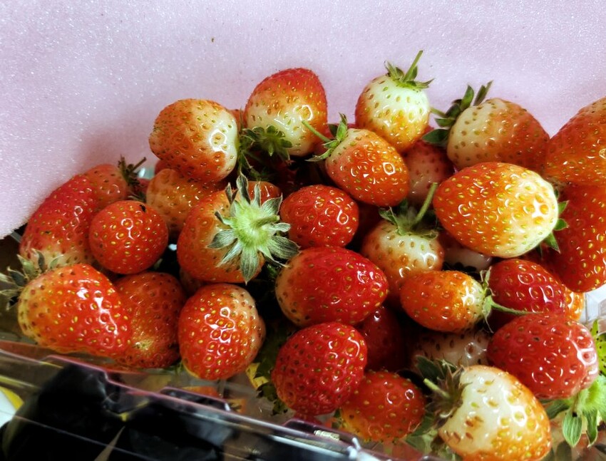 【台北內湖】東林草莓園．採草莓+果醬DIY+手繪鬆餅超促咪!